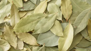 Bay Leaf